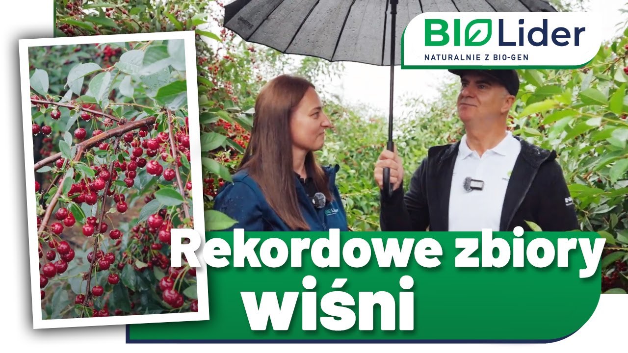 Zbiory wiśni, jakich jeszcze nie było! Rekord Guinnessa z BIO-GEN i PROCAM