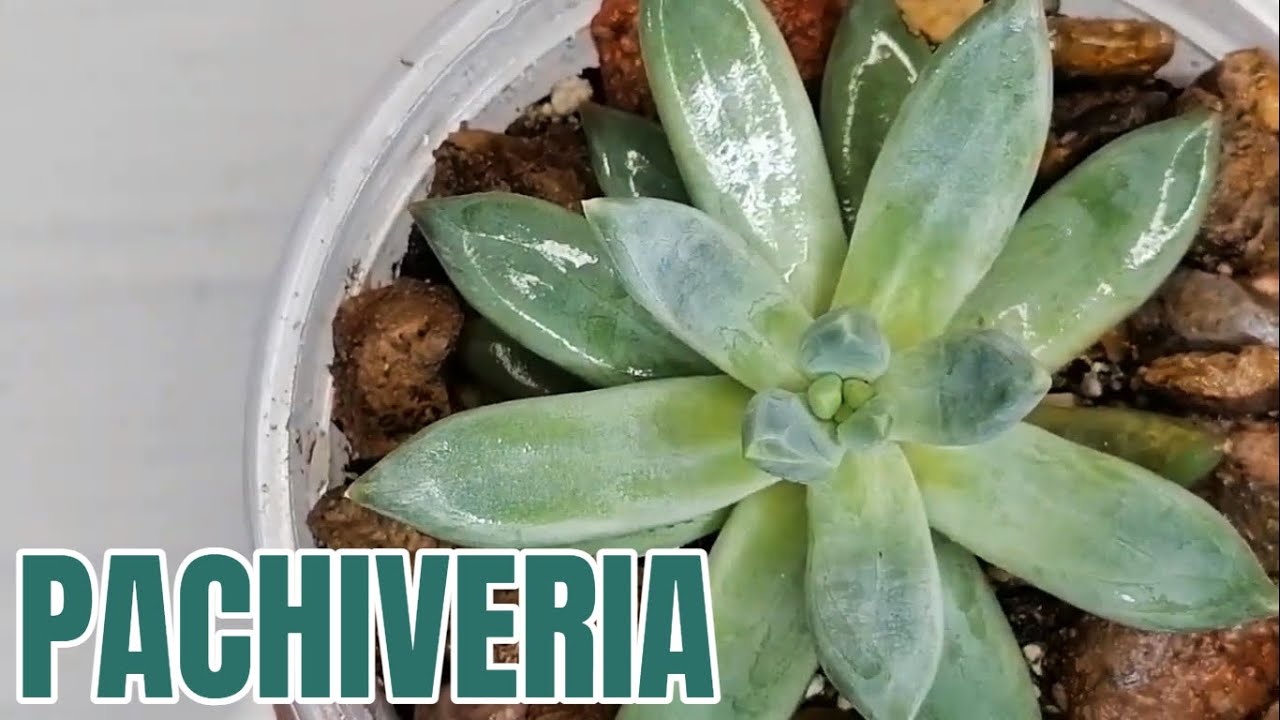 suculentas  pachiveria donsuculento