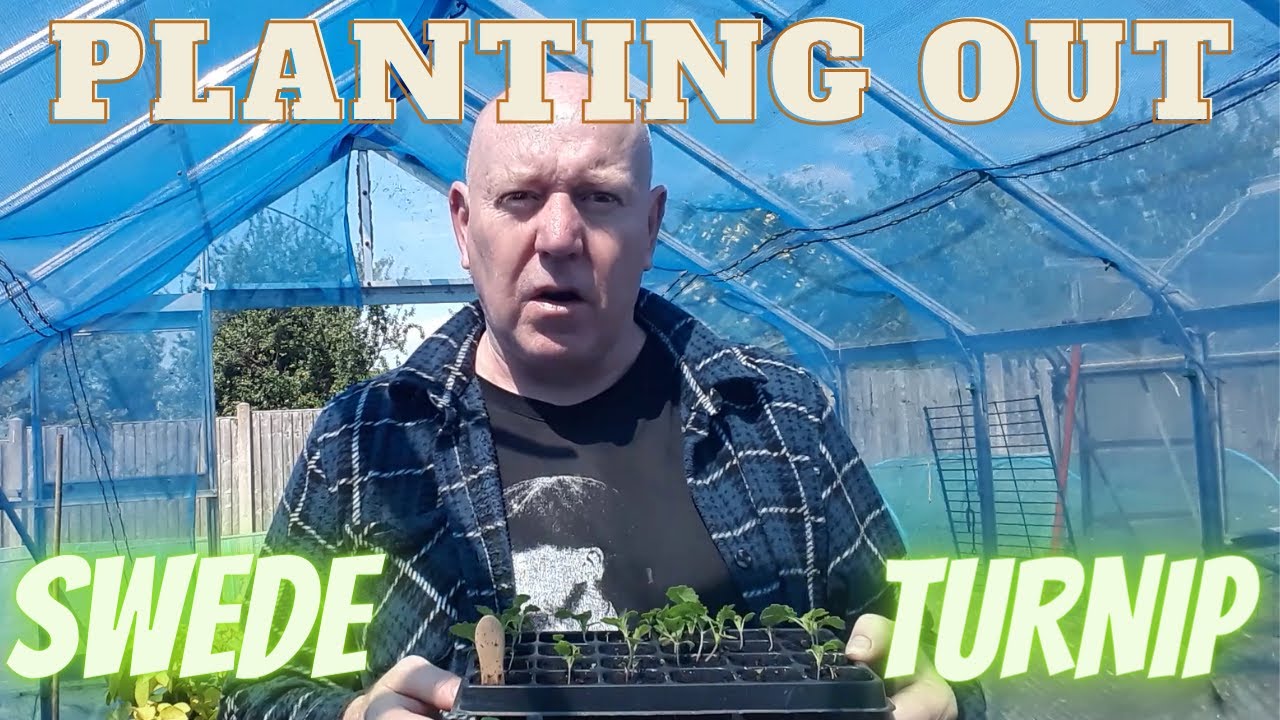Grow Swede & Turnip At Home [Gardening Allotment UK] [Grow Vegetables At Home ]