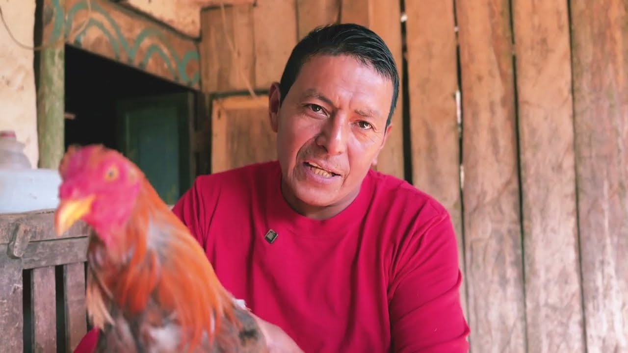 Estos son todos mis gallos que tengo en mi rancho