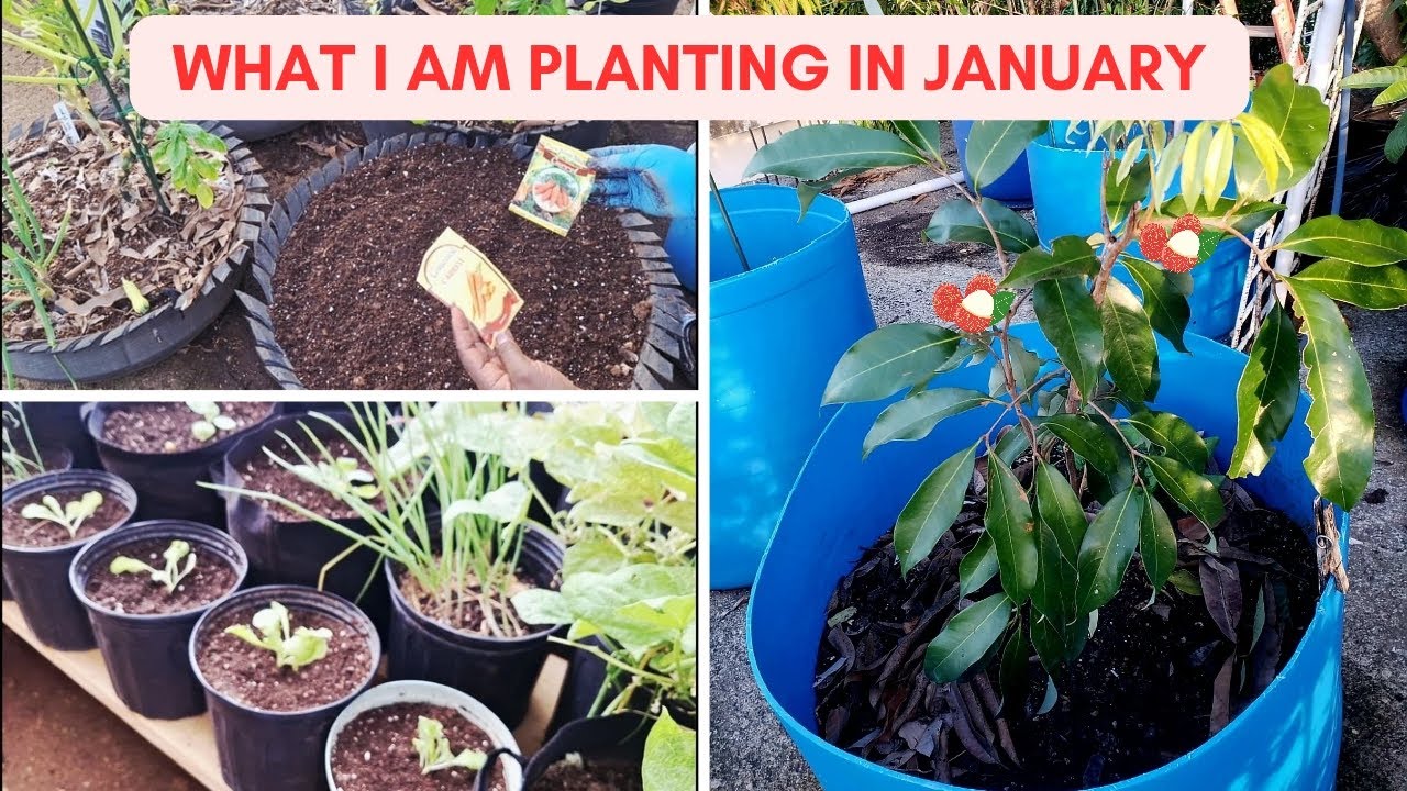 What I'm Planting In My Rooftop Garden - January Zone13 #containergardening 