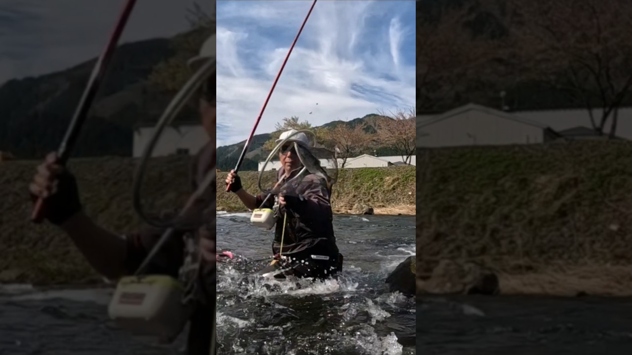 長良川本流‼️最盛期突入‼️丸々肥えた本流アマゴが入れ食いだ‼️トシはツ抜け達成‼️思わぬ尺越えの化物出現‼️