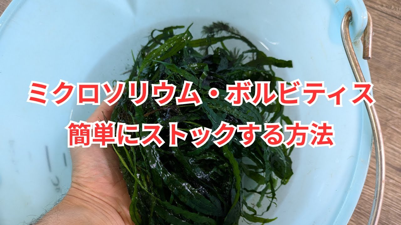 ミクロソリウムとボルビティスを簡単にストックする方法