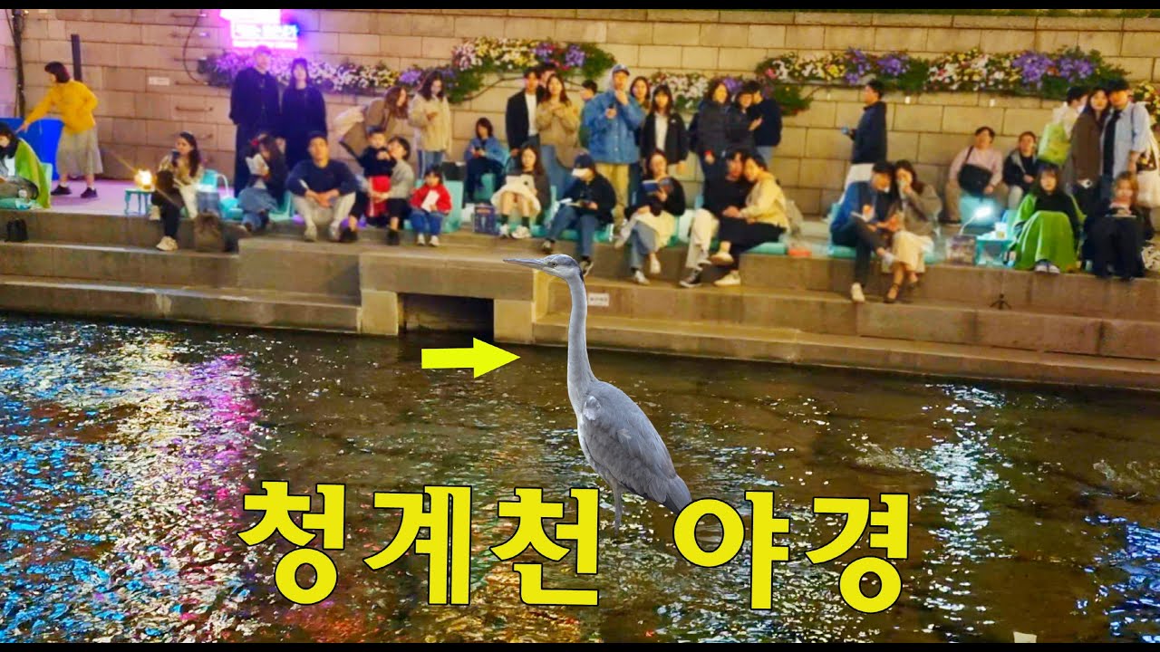 밤에 더 아름답다고 감탄하는 청계천야경🌃🌉/ 부처님오신날 연등행사 /  #청계천 #travel #seoul #korea #야경 #외국인반응