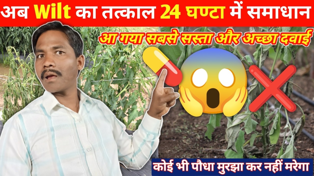 Wilt का तत्काल समाधान पौधा मुरझा कर मर रहा है 24 घंटे में रोकें💊 ये सस्ती दवाई डालो Wilt Control ❌