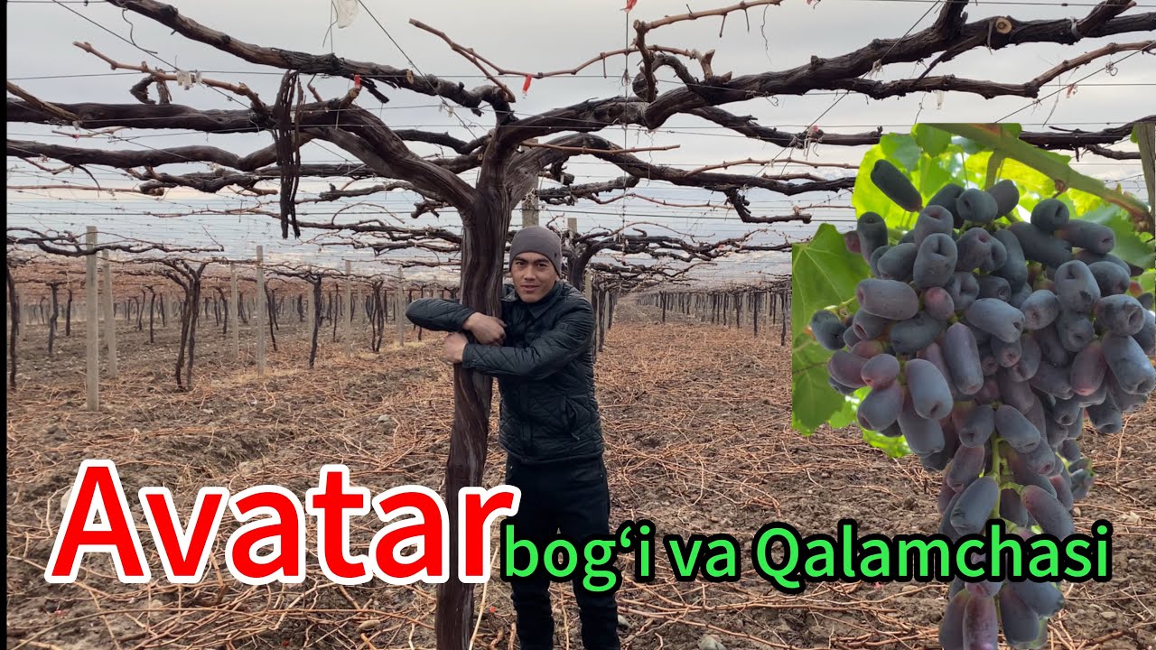 Avatar uzum qalamchalari uchun 911269939