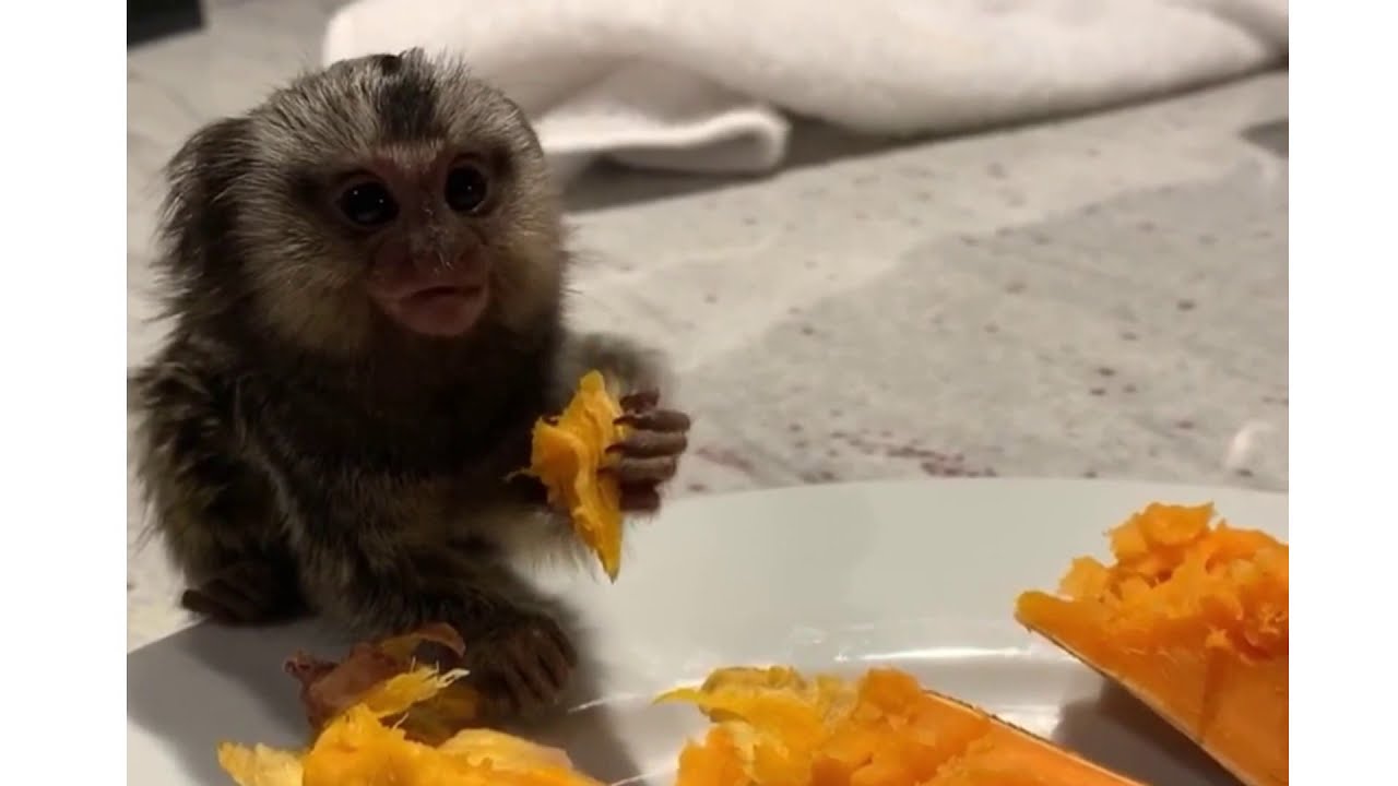 FEEDING PET BABY MONKEY | CUTE MARMOSET FEEDING VIDEO