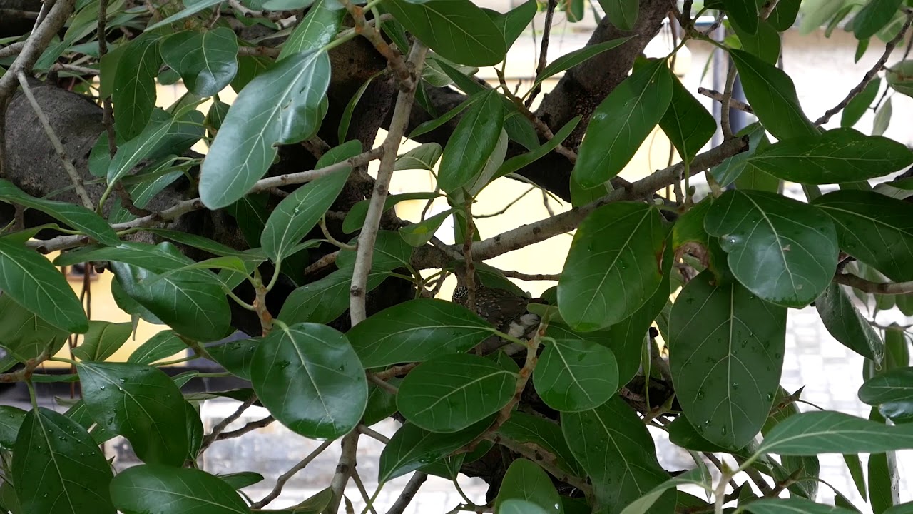 Spotted Dove, Nest Building