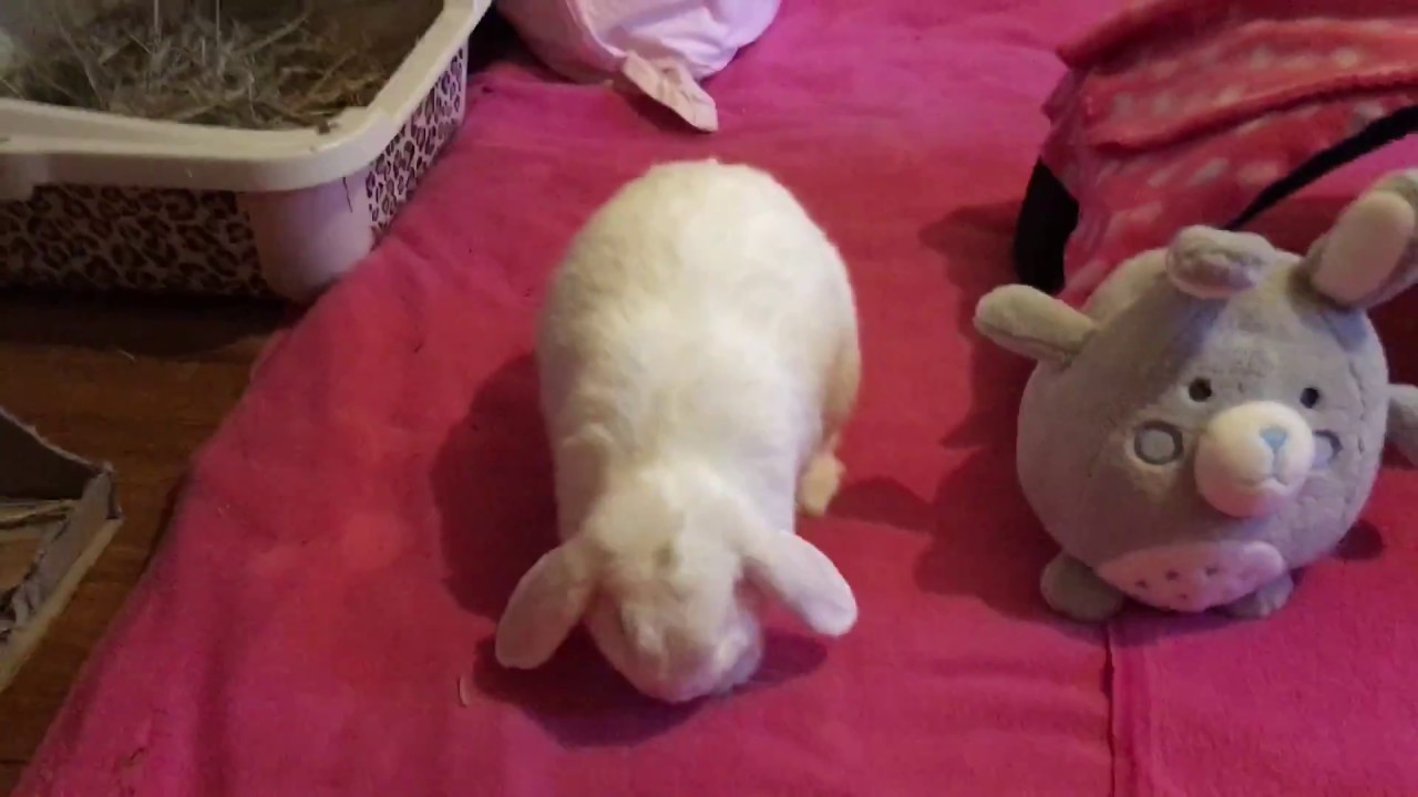 Gas in rabbits; common and dangerous