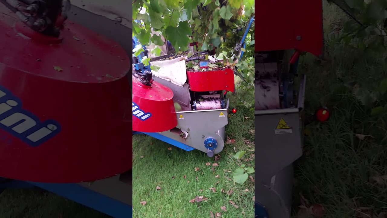 Vendemmia 2016 su gdc