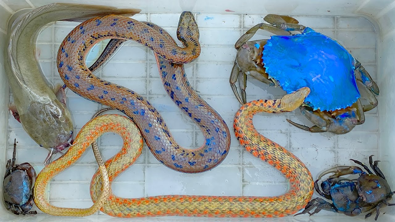 Kem Ốc Chanel chở c&ocirc;ng n&ocirc;ng rắn m&ograve;ng đỏ ra đồng, c&aacute; sấu cắn con rắn, con c&aacute;, con ếch, cua xanh, cua.