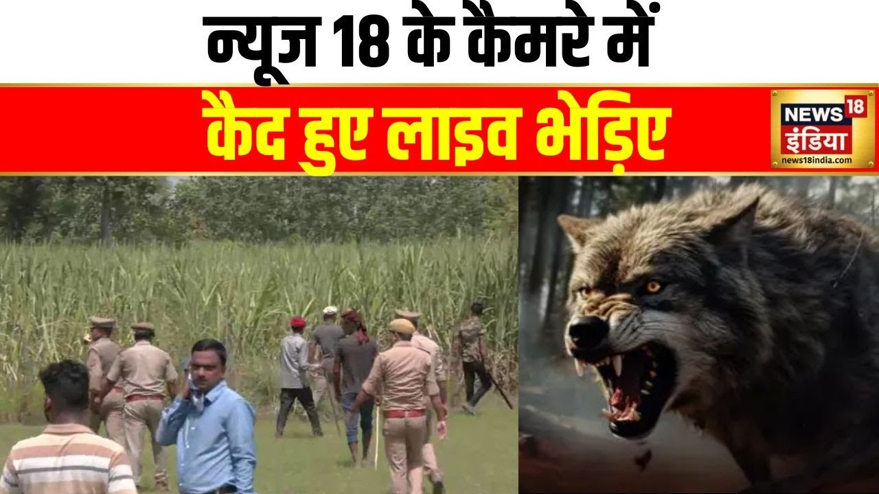 Wolf Attack in Bahraich : बहराइच गन्ने के खेत के किनारे नजर आए एक साथ दो भेड़िए | News18India