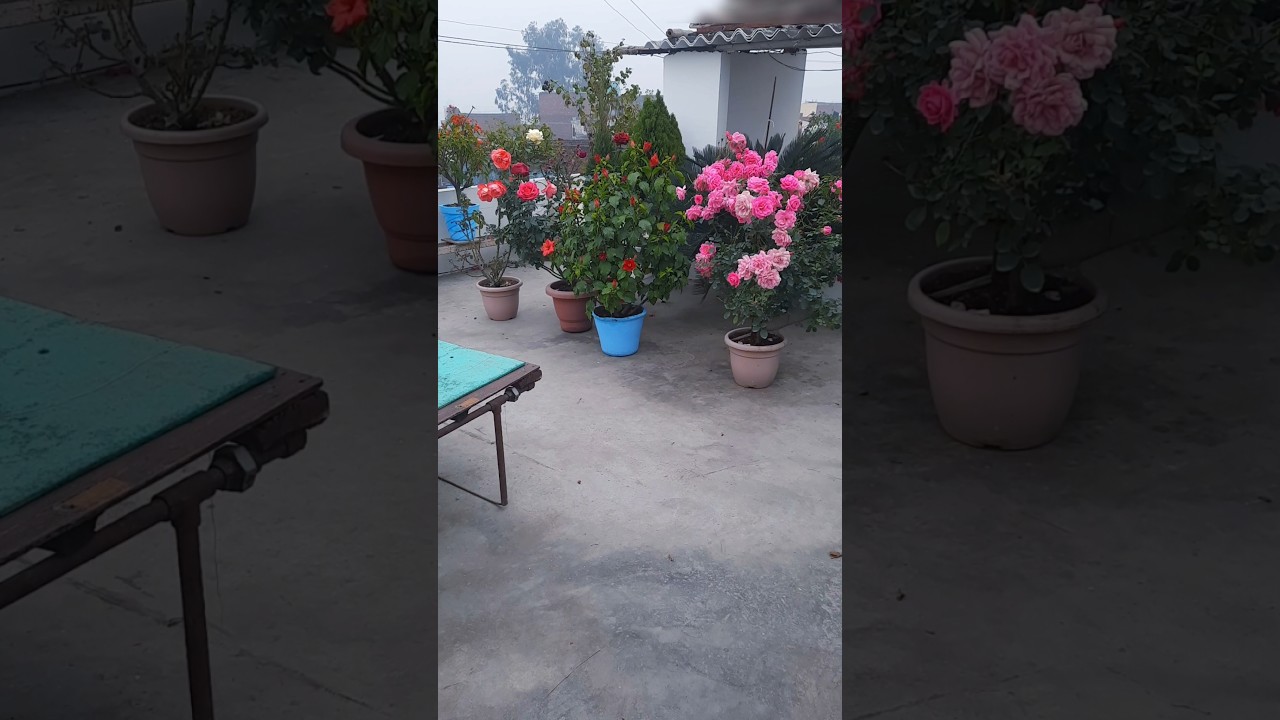 Terrace garden overview, sadabahar Rose , beautiful garden 