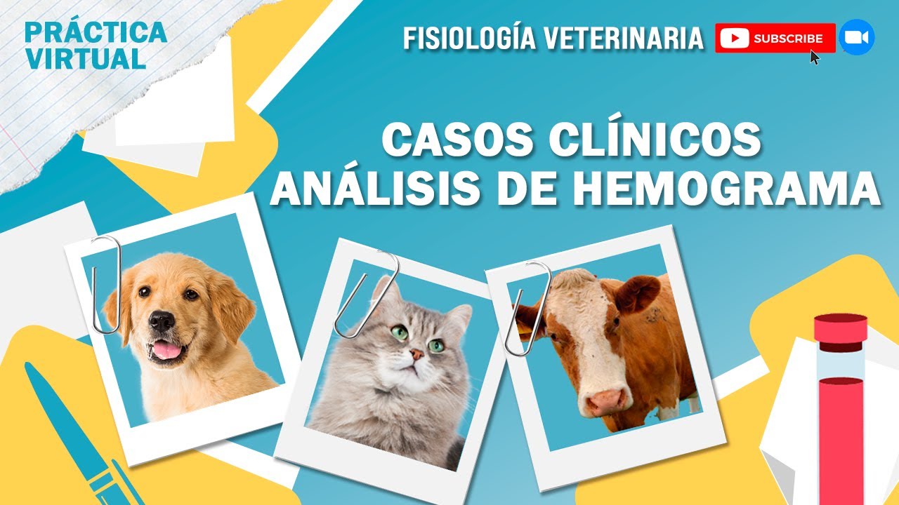 FISIO1_CLASE PRÁCTICA_HEMOGRAMA