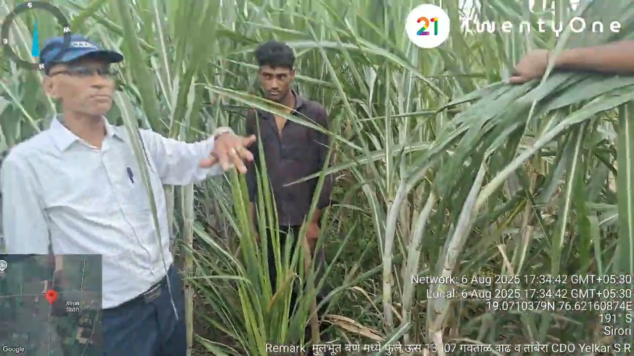 फुले ऊस 13007, 15006, 15012 मधील गावताळवाढ रोग नियंत्रणासाठी नर्सरीत व बेणे मळ्यात घ्यायची काळजी