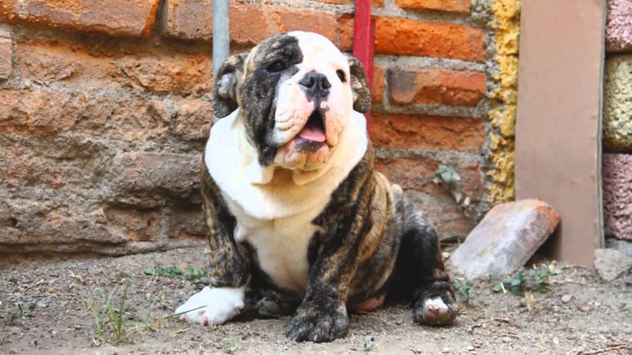 BULLDOGS INGLES EN VENTA 3 MESES