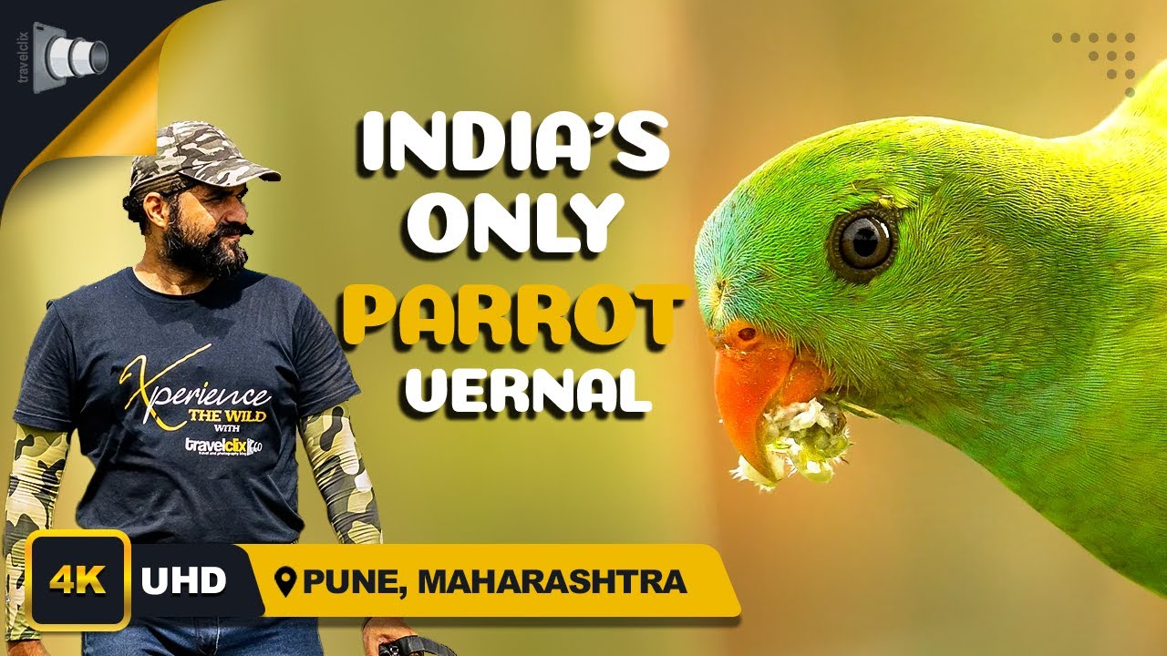 India's only parrot, Vernal Hanging Parrot | Travelclix