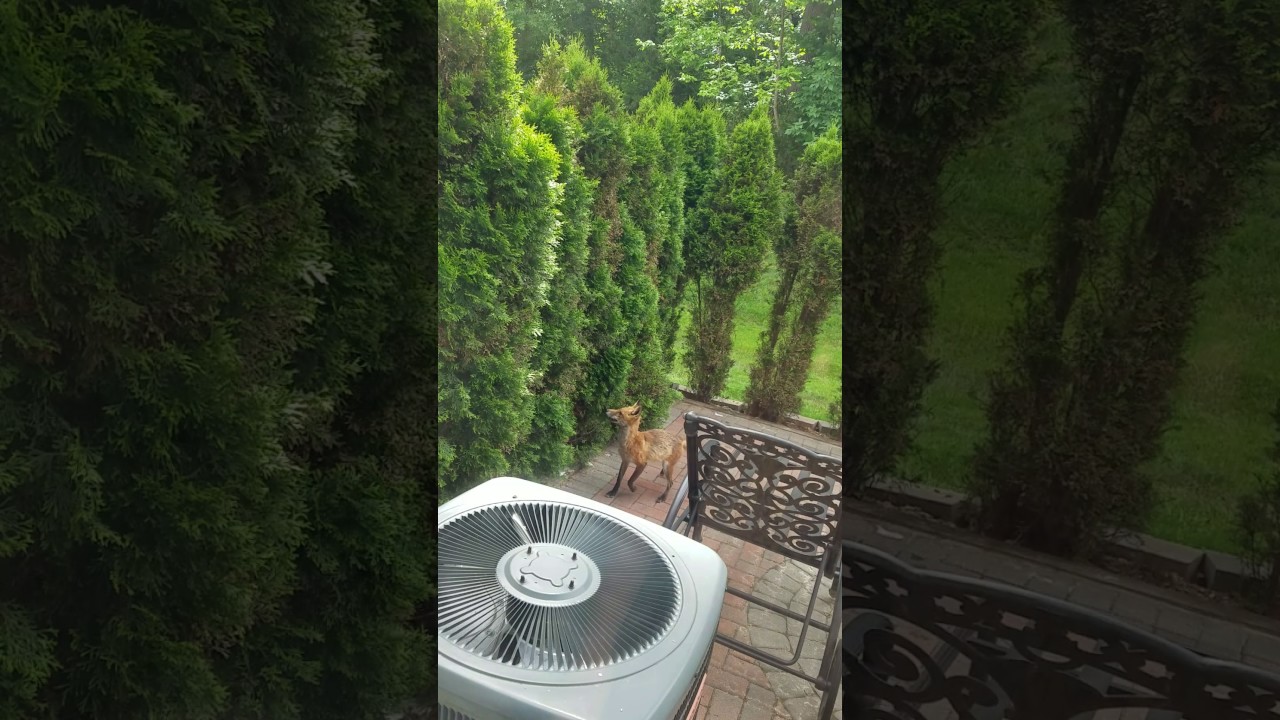 Fox hunts a squirrel in a bush