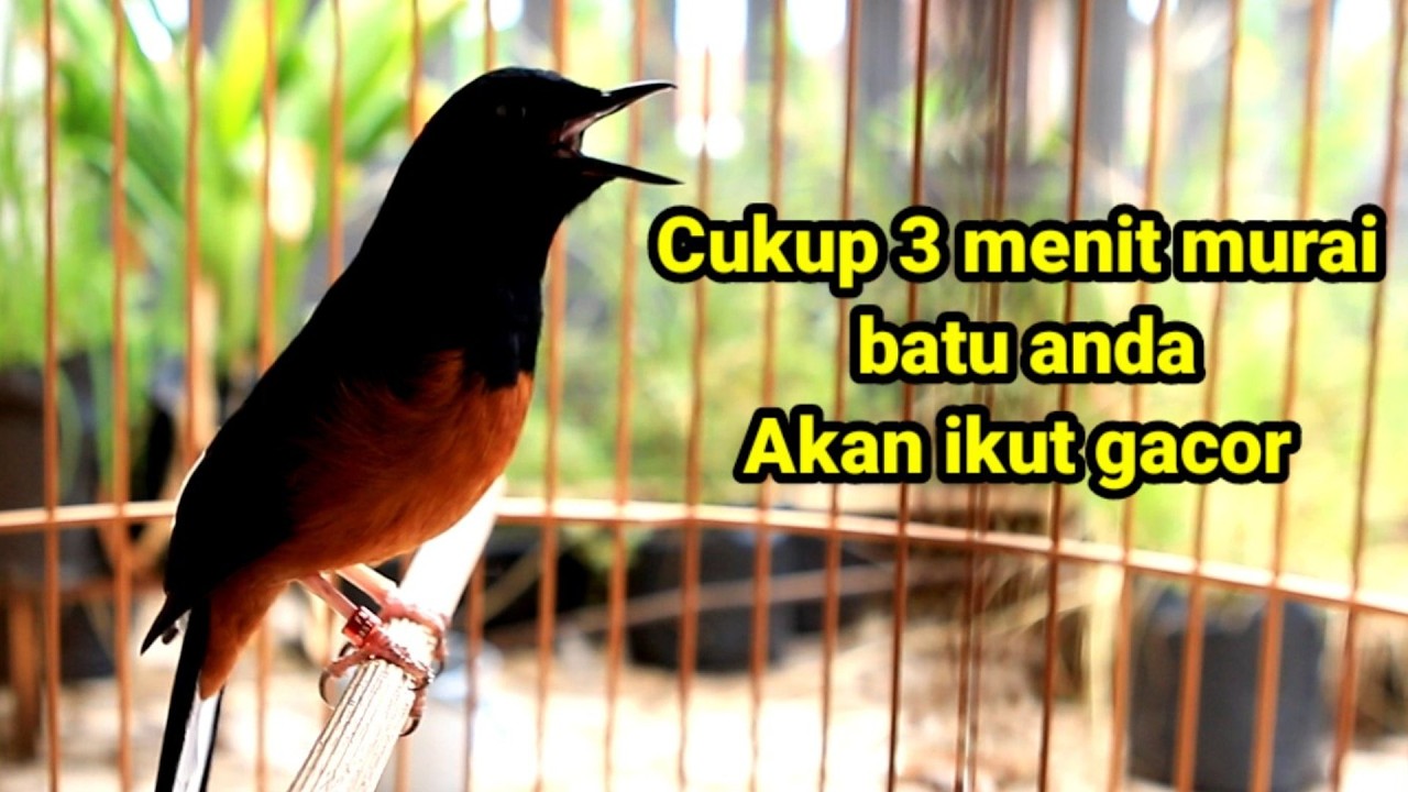PANCINGAN MURAI BATU KURANG GACOR BIAR CEPAT EMOSI NEMBAK ISIAN KENARI CILILIN CUNGKOK