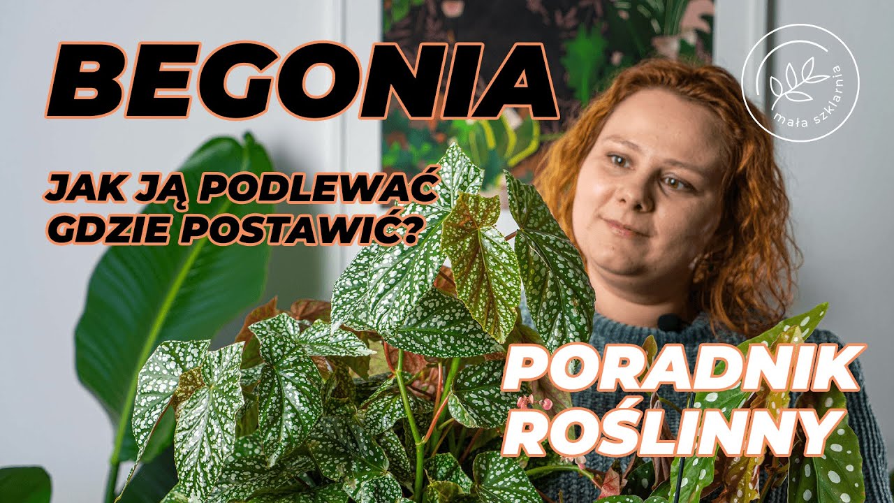 BEGONIA - jak podlewać i gdzie postawić - PORADNIK roślinny