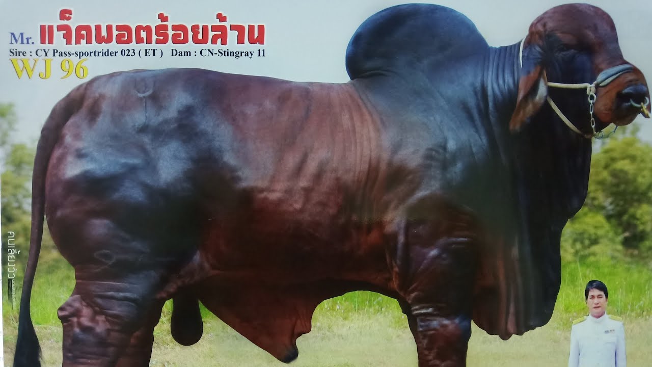 #วัวบราห์มันพ่อพันธุ์ MR.แจ็คพอตร้อยล้าน  ทรัพย์เจริญฟาร์ม บ.คำบอน ต.กลางหมื่น อ.เมือง จ.กาฬสินธุ์