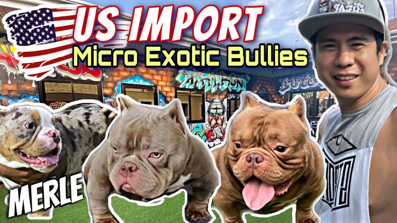 MALUPET NA LINYADA! US IMPORT MICRO EXOTIC BULLIES • UNTOUCHABULL EXOTICS KENNEL• Sam Walastik