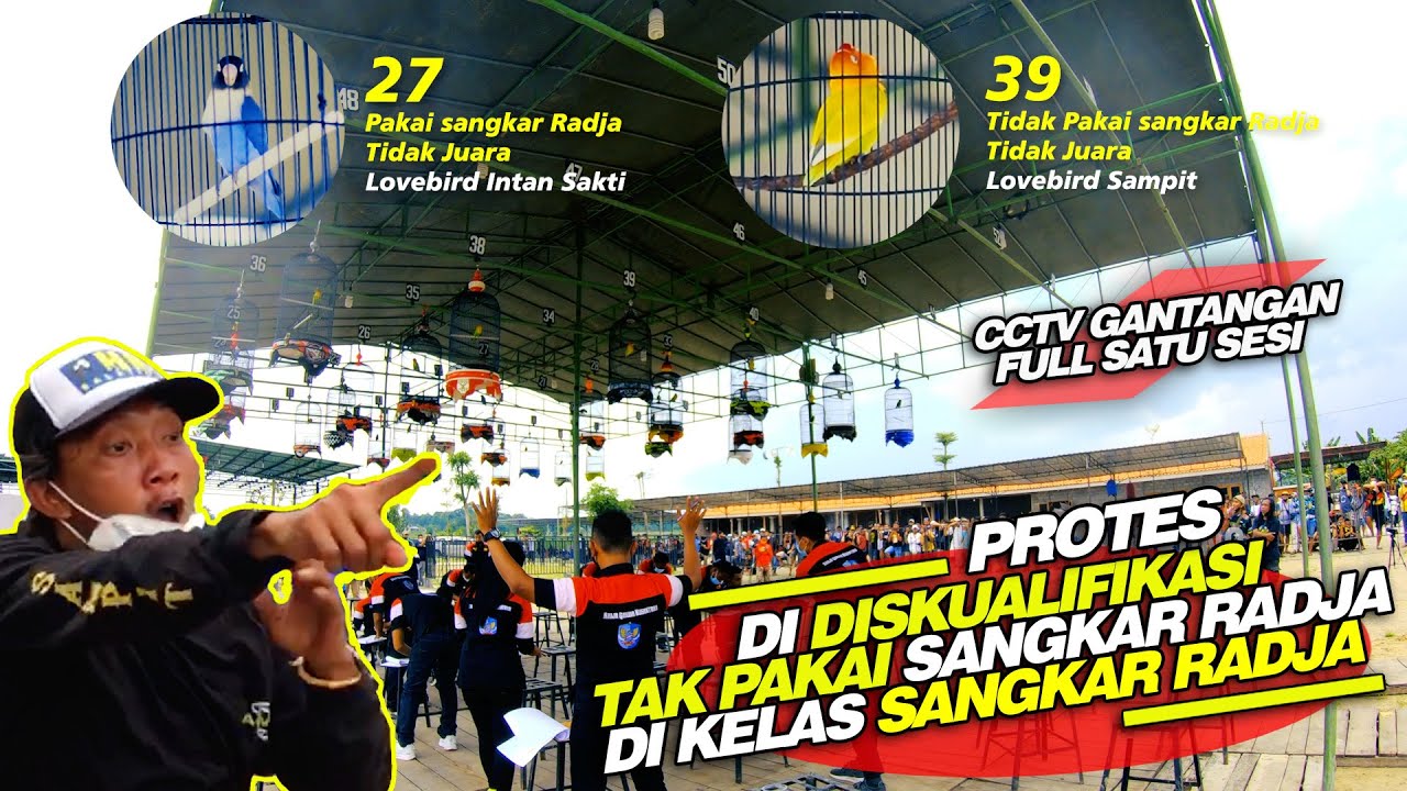 PIALA JATENG 2 | FULL 1 SESI Pria ini Protes Burung di Diskualifikasi Karna Tak Pakai Sangkar Radja