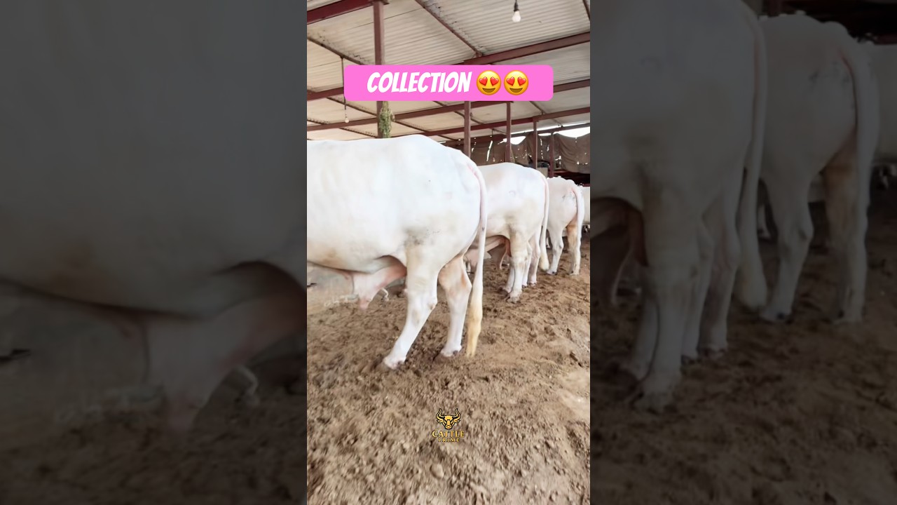 Karachi Cow Mandi | Shan Cattle Farm 