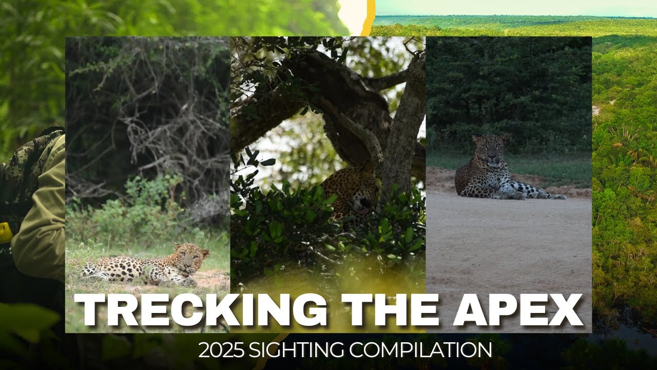 2025| Sri Lankan Leopard sighting Compilation