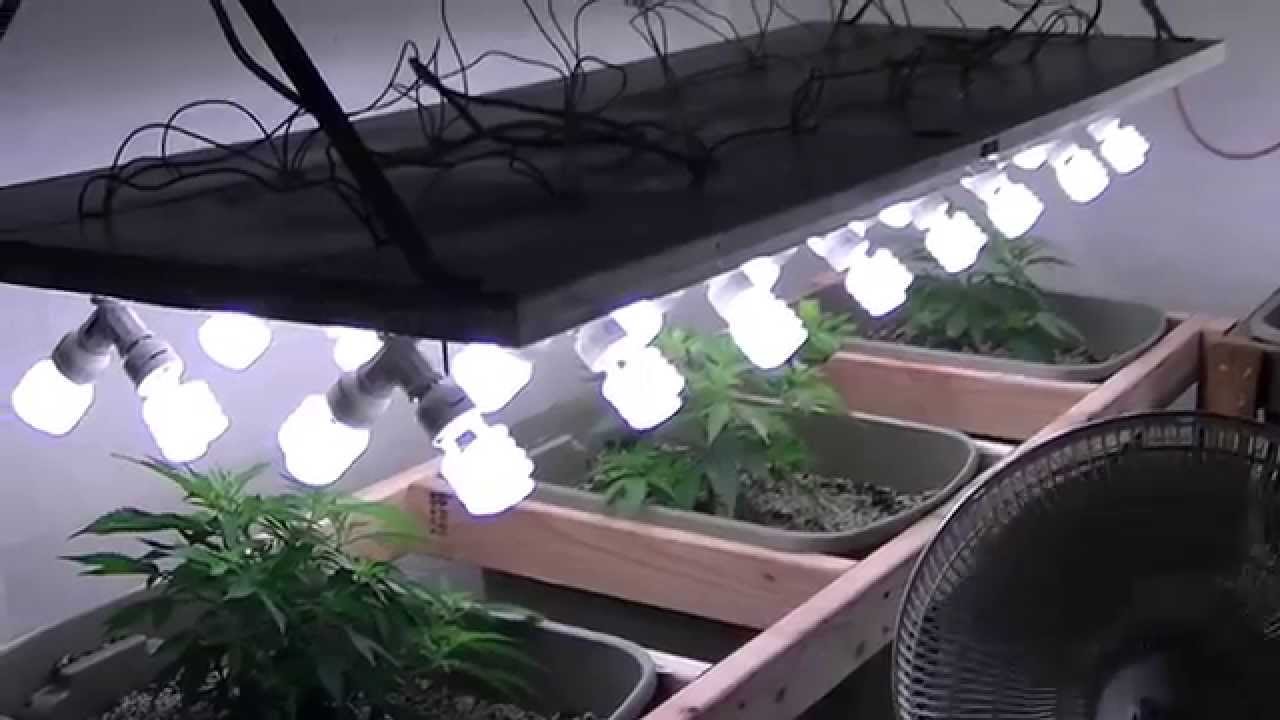 Organic CFL indoor Medical Marijuana Grow Part 1
