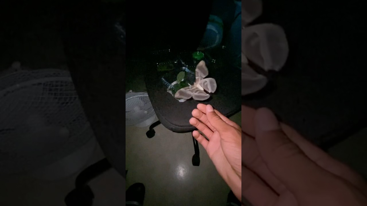 Big moth flying to a LAMP 😳 