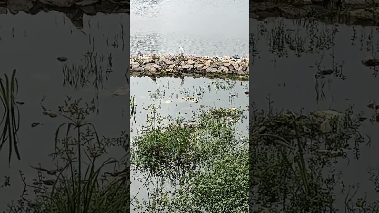 The little egret is a species of small heron in the family Ardeidae.#short #birdwatching #subscribe