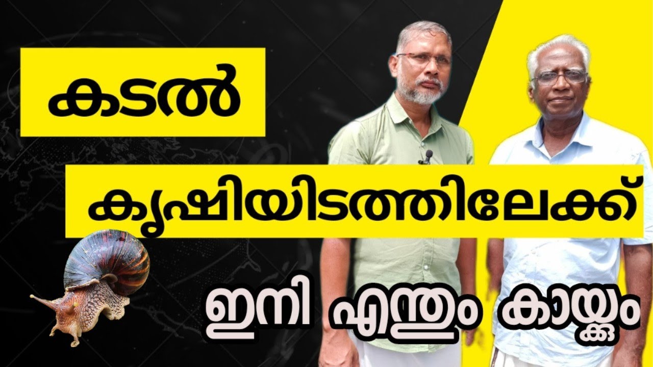കിണർ വെള്ളം ശുദ്ധ മാക്കാം കുറഞ്ഞ ചിലവിൽ #പച്ചകക്ക