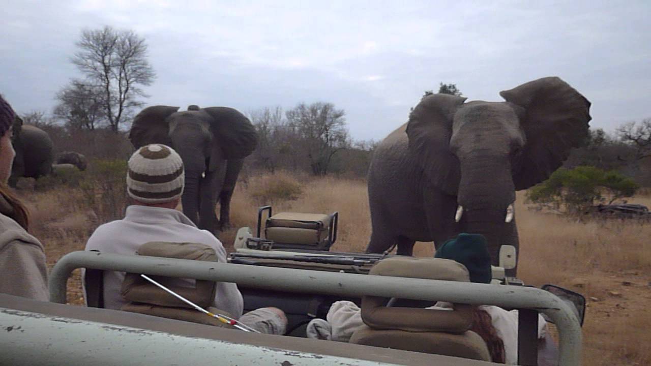 Surrounded by elephants.