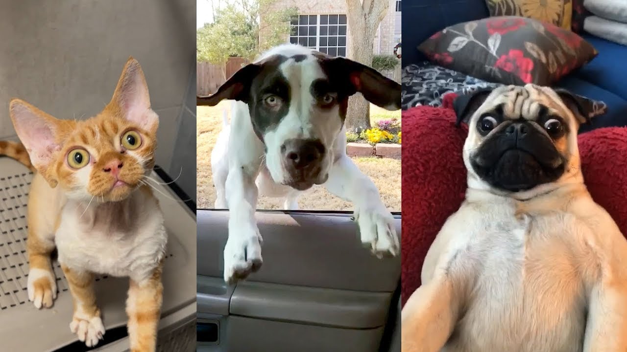 New funny videos with CATS🐱 and DOGS🐶 Funniest moments with ANIMALS 🤣2025