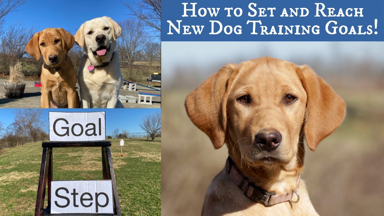 Set and Reach Labrador Retriever Training Goals