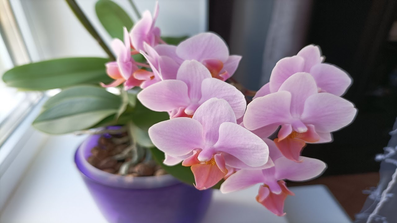 КУПИ ЭТО!!! И ОРХИДЕИ ЗАЦВЕТУТ!!!