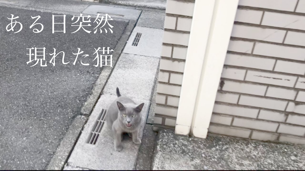 飼い主が亡くなり、10年間野良猫として生きてきた猫との出会い、そして飼うまでの話