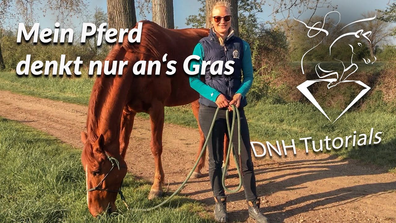Quick Tipp: Das Pferd am Grasen hindern