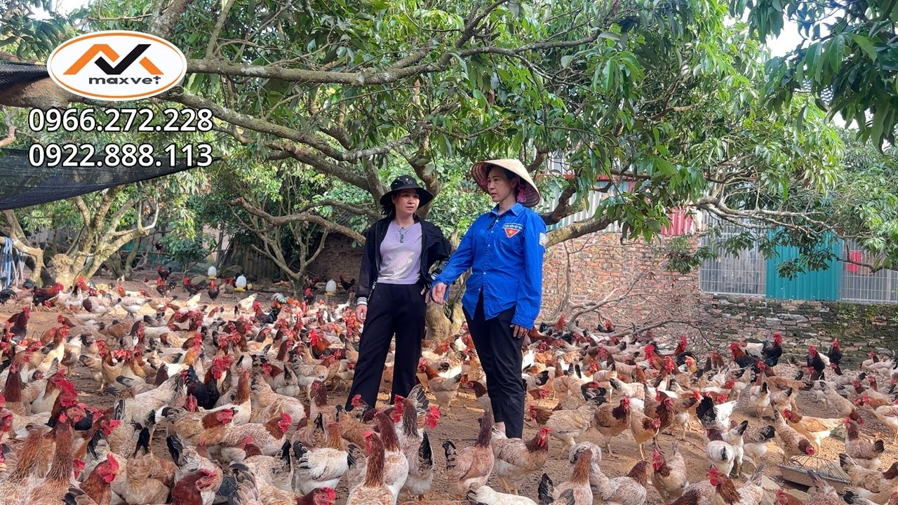 Làm giàu bằng mô hình nuôi 5000 gà mía sơn tây thả vườn | Cách xử lí khi đàn gà bị xơ lông cụt đuôi