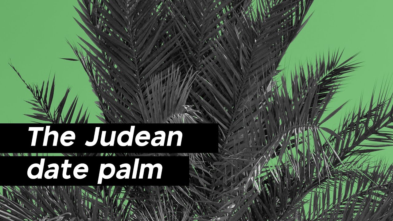 2 minutes on the Judean date palm | epistemia