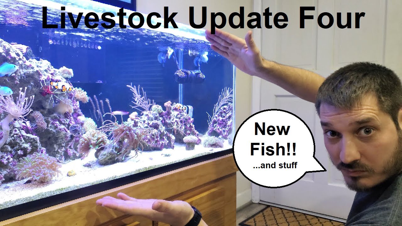 PURPLE FIREFISH!! Livestock Update Four | 40 Gallon Breeder Nano Reef Tank