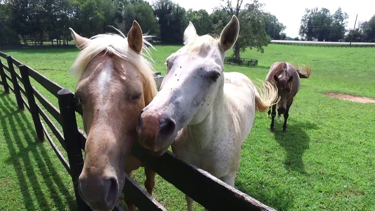 JOHNNY DEPP BLUEGRASS FARM AUCTION LEXINGTON KY
