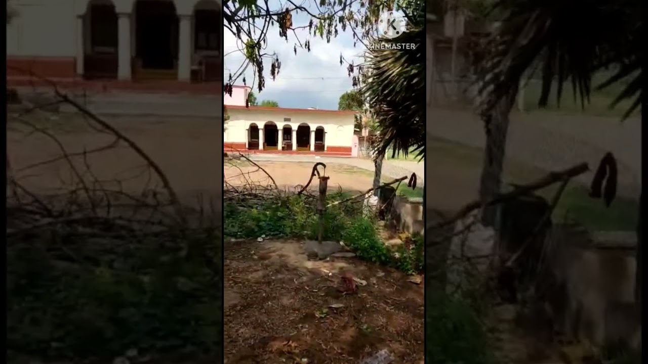 24. వేపమొక్కలు ఎందుకు చనిపోతున్నాయి ? How to stop neem tree dieback disease !!!