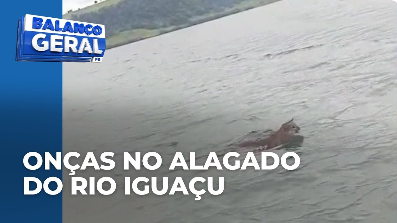 Pescadores registram on&ccedil;as no alagado do Rio Igua&ccedil;u, na fronteira, e imagens chamam aten&ccedil;&atilde;o