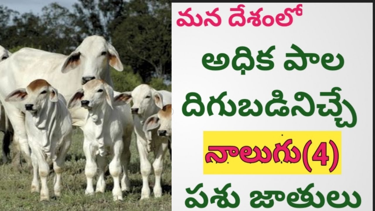 High Milk Producing Indian Cattle Breeds | అధిక పాల దిగుబడినిచ్చే పశు జాతులు | Dr. Madankumar Vet