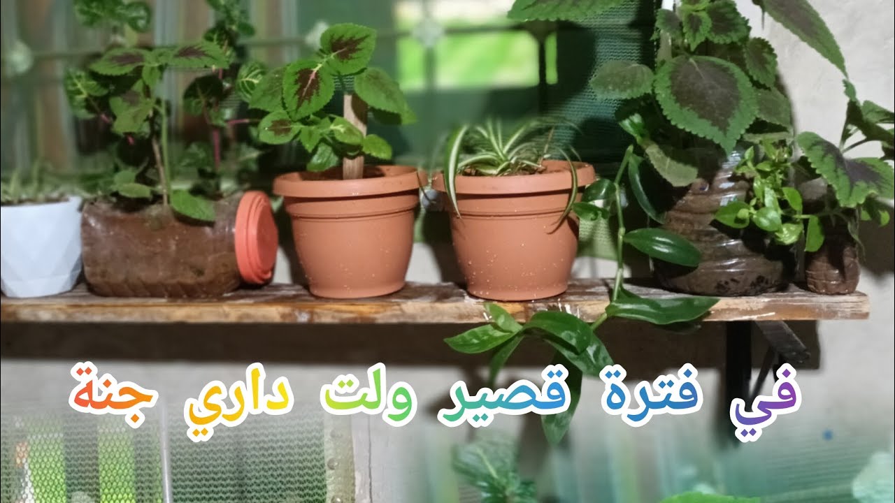  الجزء 1️⃣ طريقة الغرس🌿 على طول العام الطريقة الصحيح لي نجاح الغرس🌻  النمو النبات الاعتناء به 