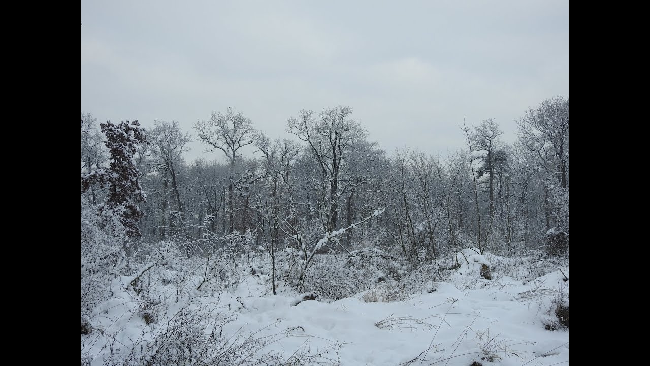 Raaderwald im Dezember 2017   20 Minuten