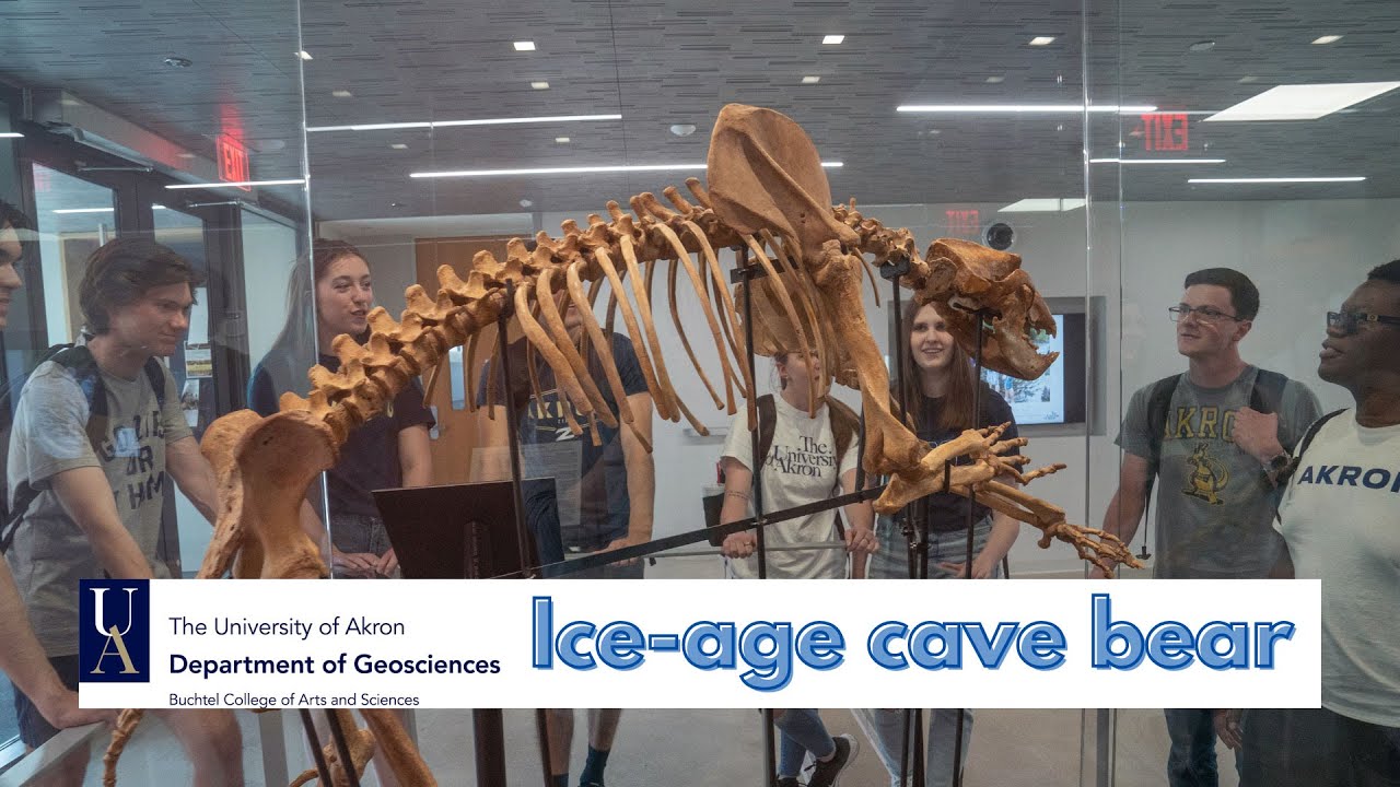 Meet Barry the ice-age cave bear