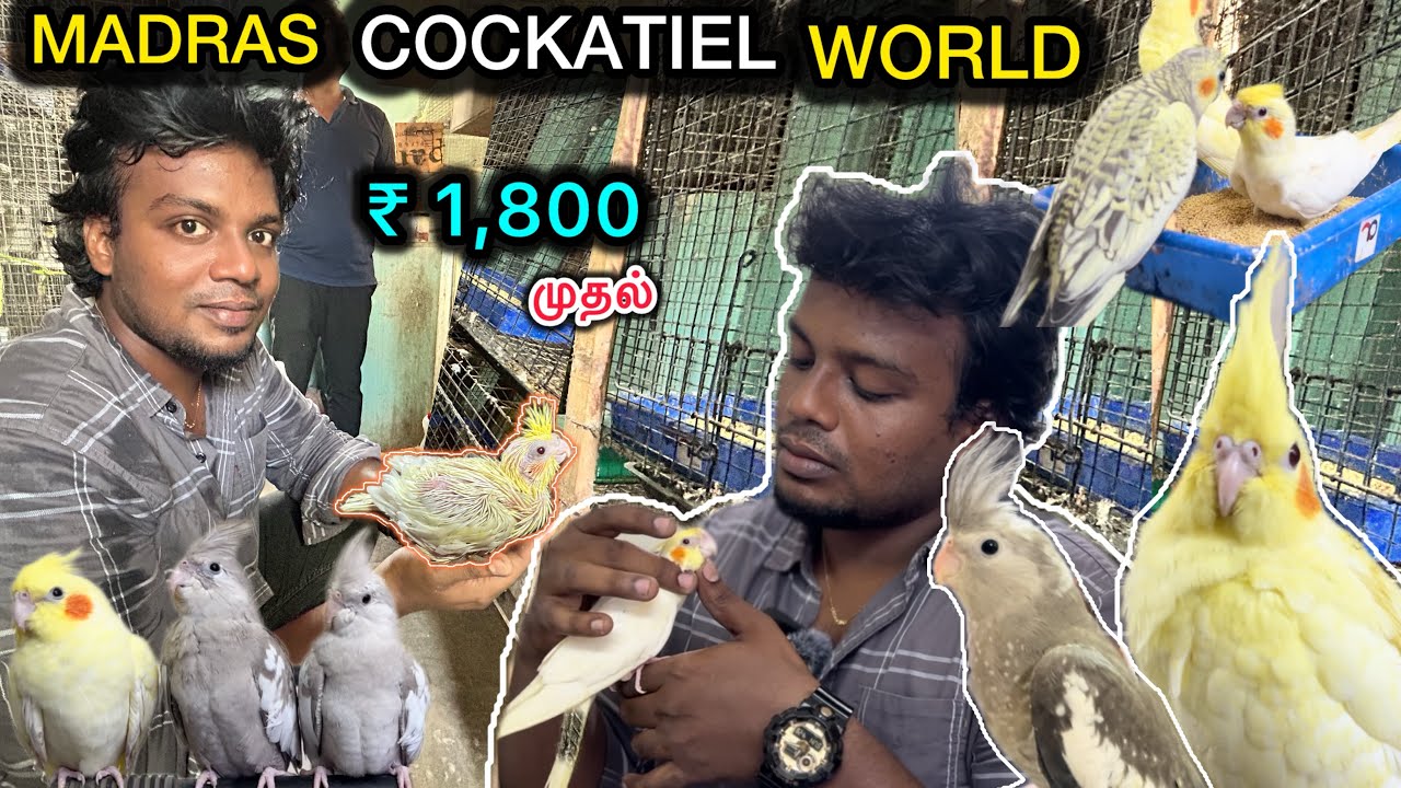 வீட்டில்🏡 இவ்ளோ🥰 அழகான Cockatiel🦜 Tamed Birds ah | Home Birds aviary | Madras Cockatiel Farm